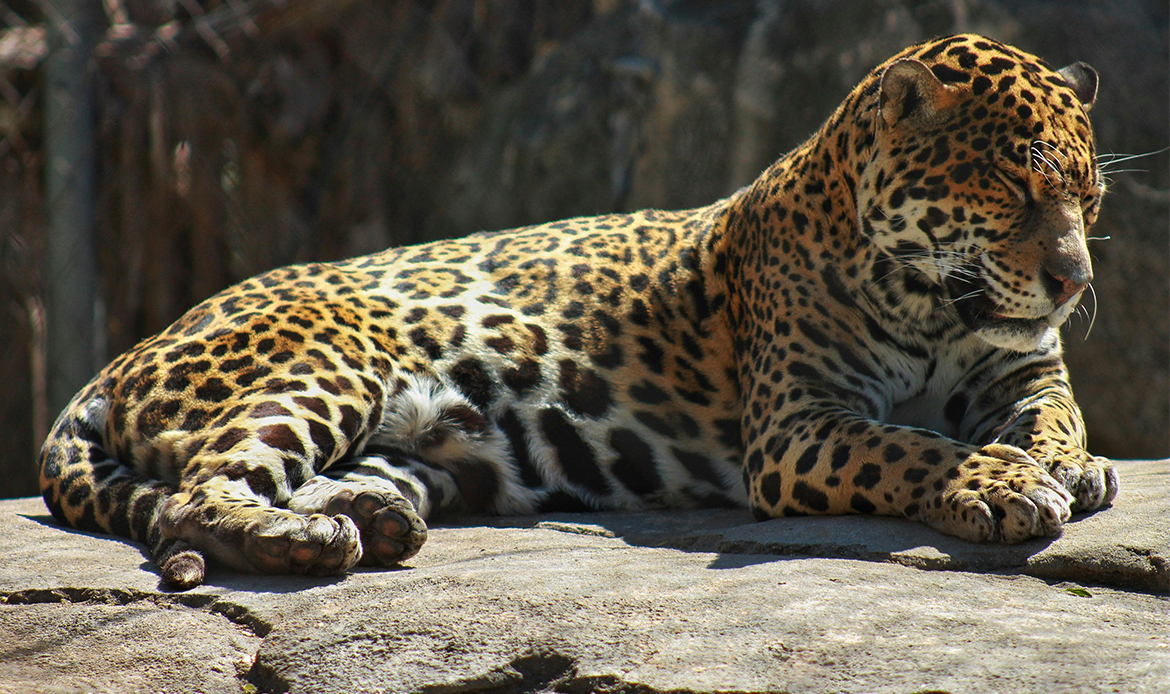 Jaguar