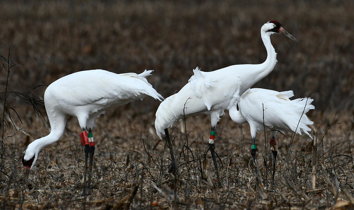 Whooping Crane