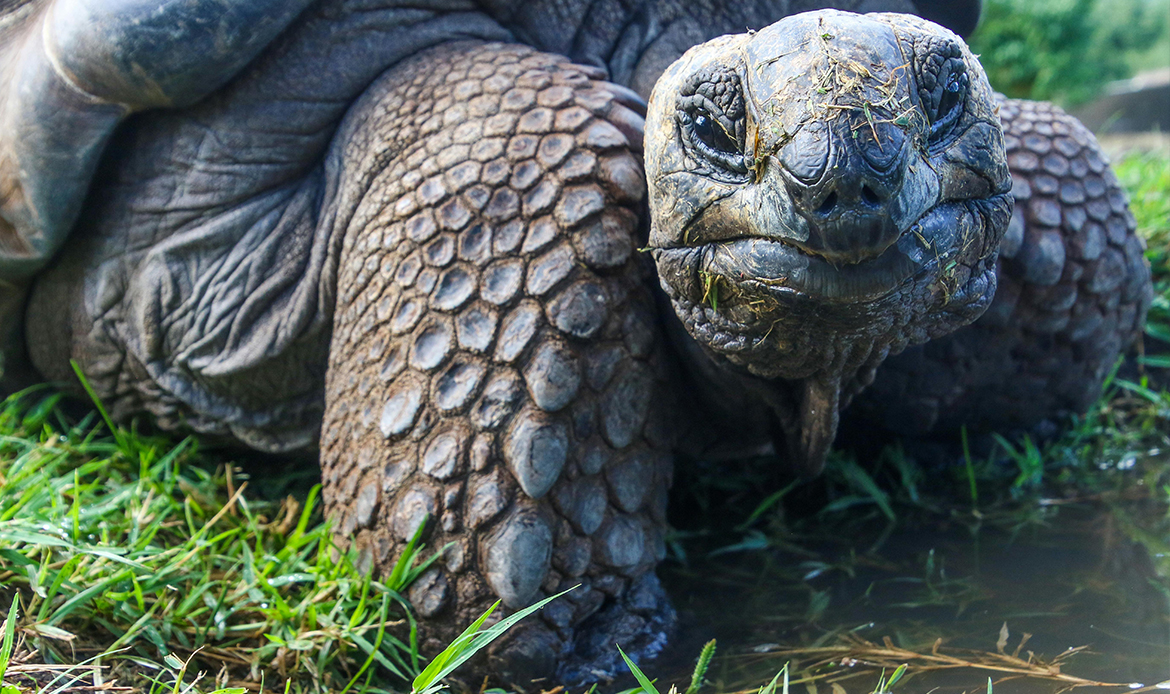 Galapagos Giant Tortoise