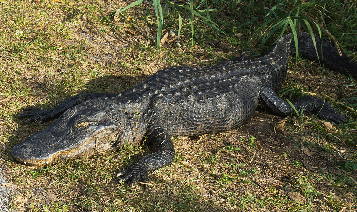 American Alligator