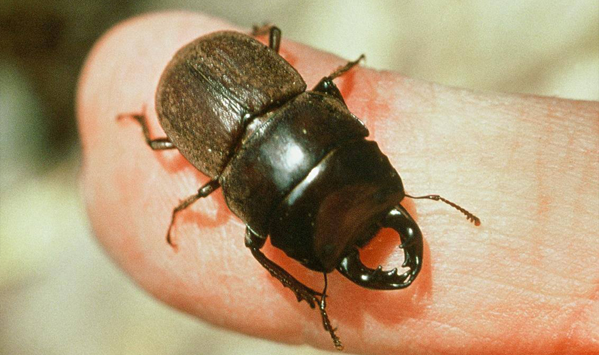 Mokohinau Stag Beetle