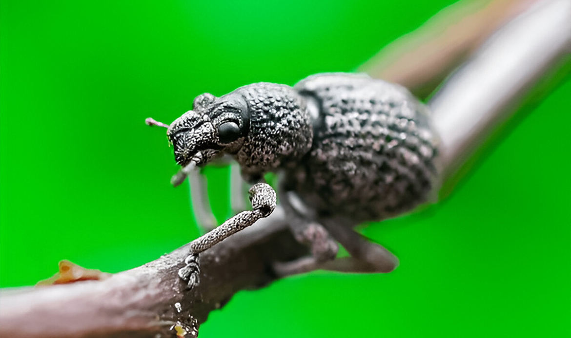 Canterbury Knobbled Weevil