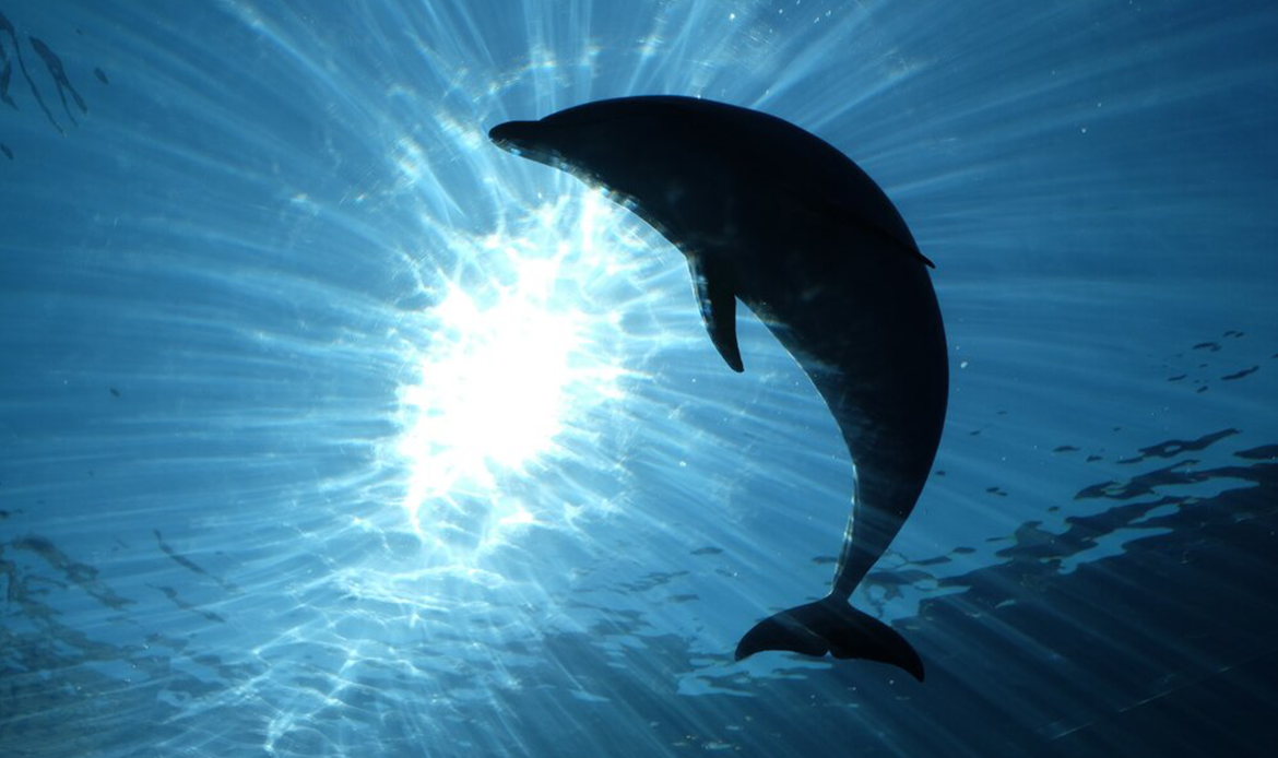 Atlantic humpback dolphin