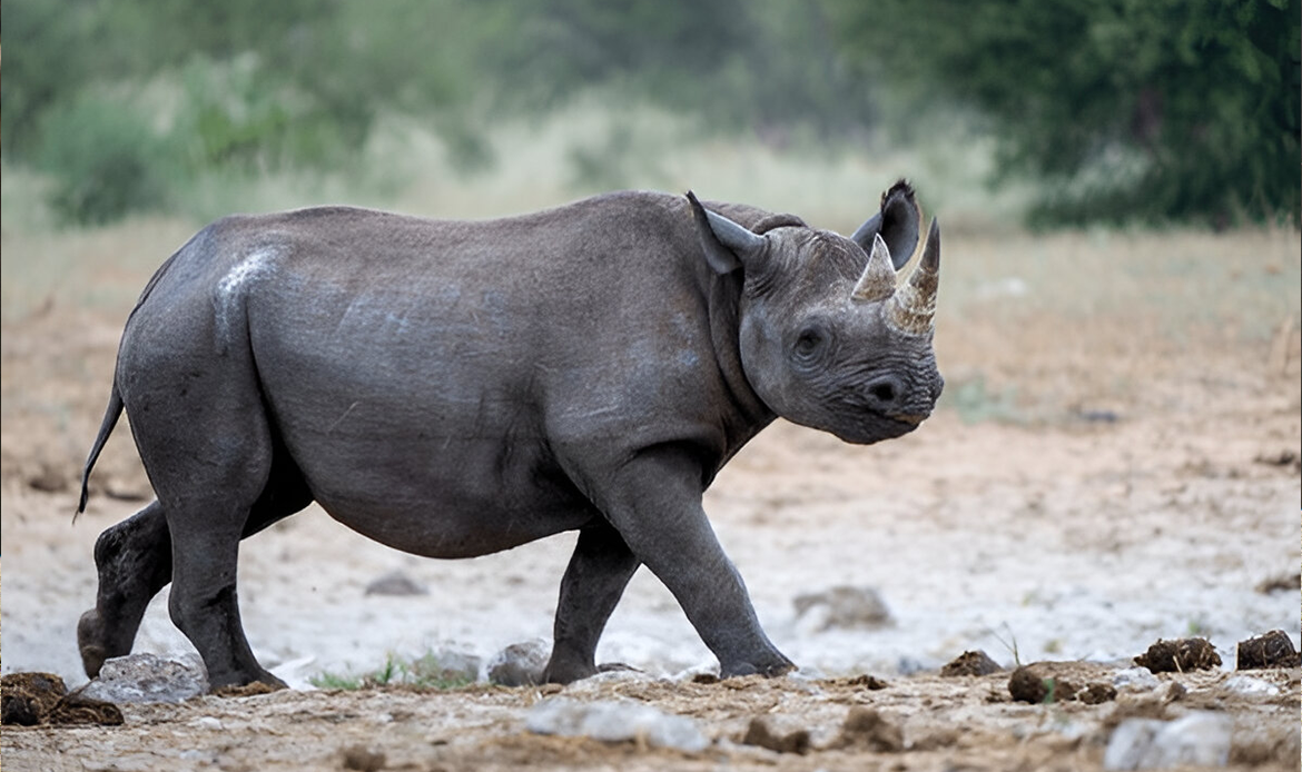Black rhino conservation
