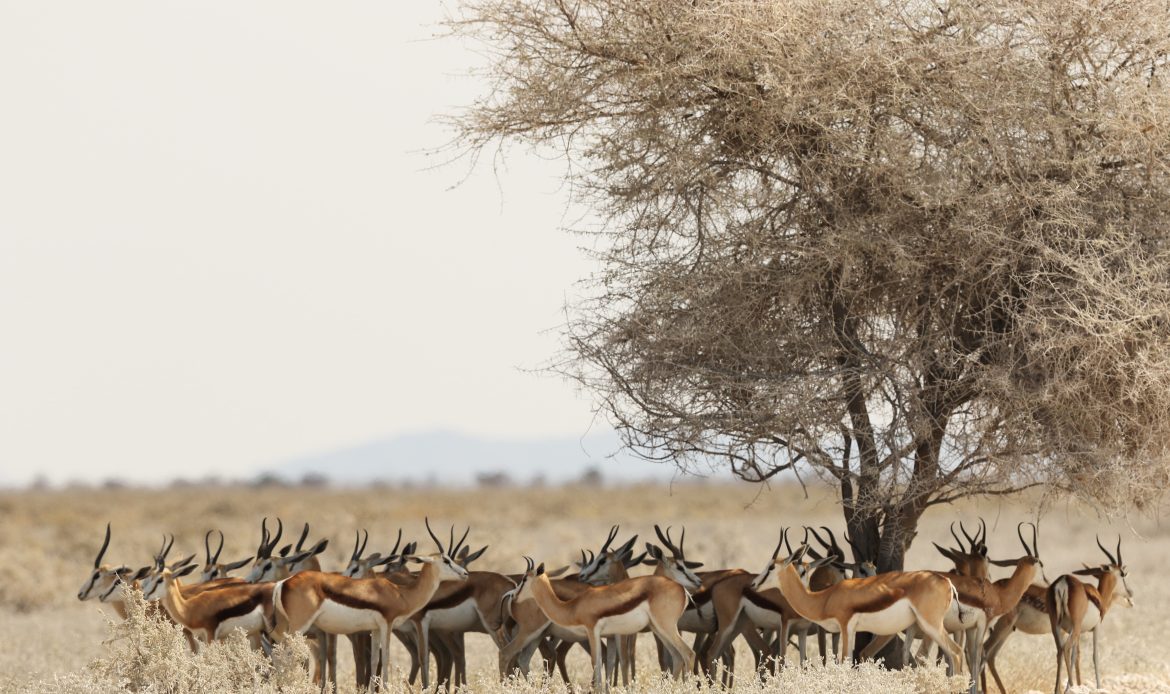 African Wildlife Threats