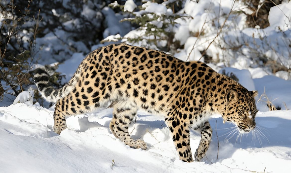 Endangered species