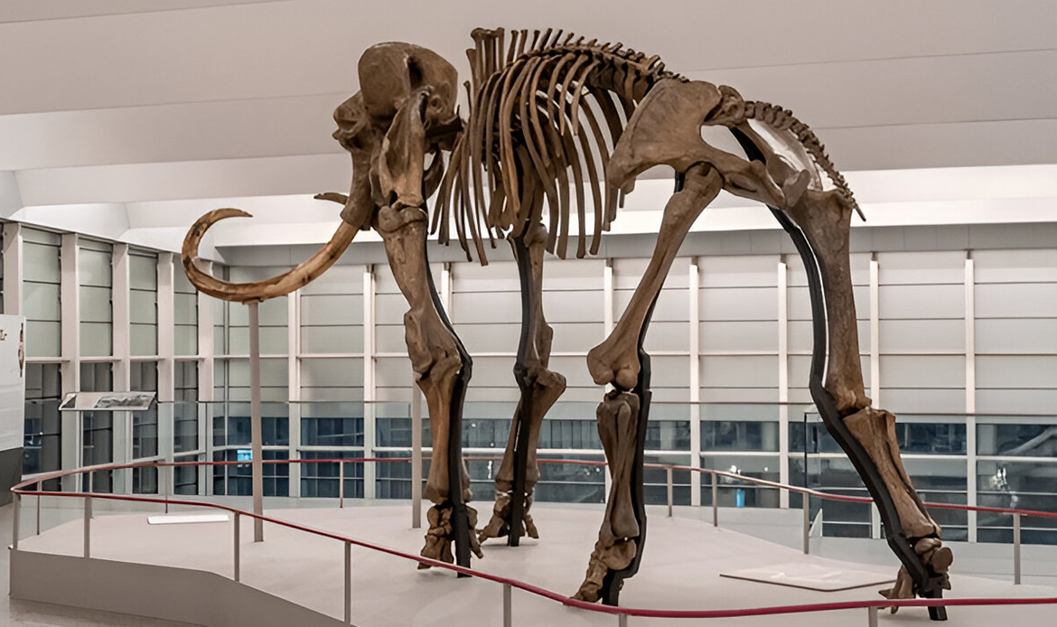 Wildlife conservation