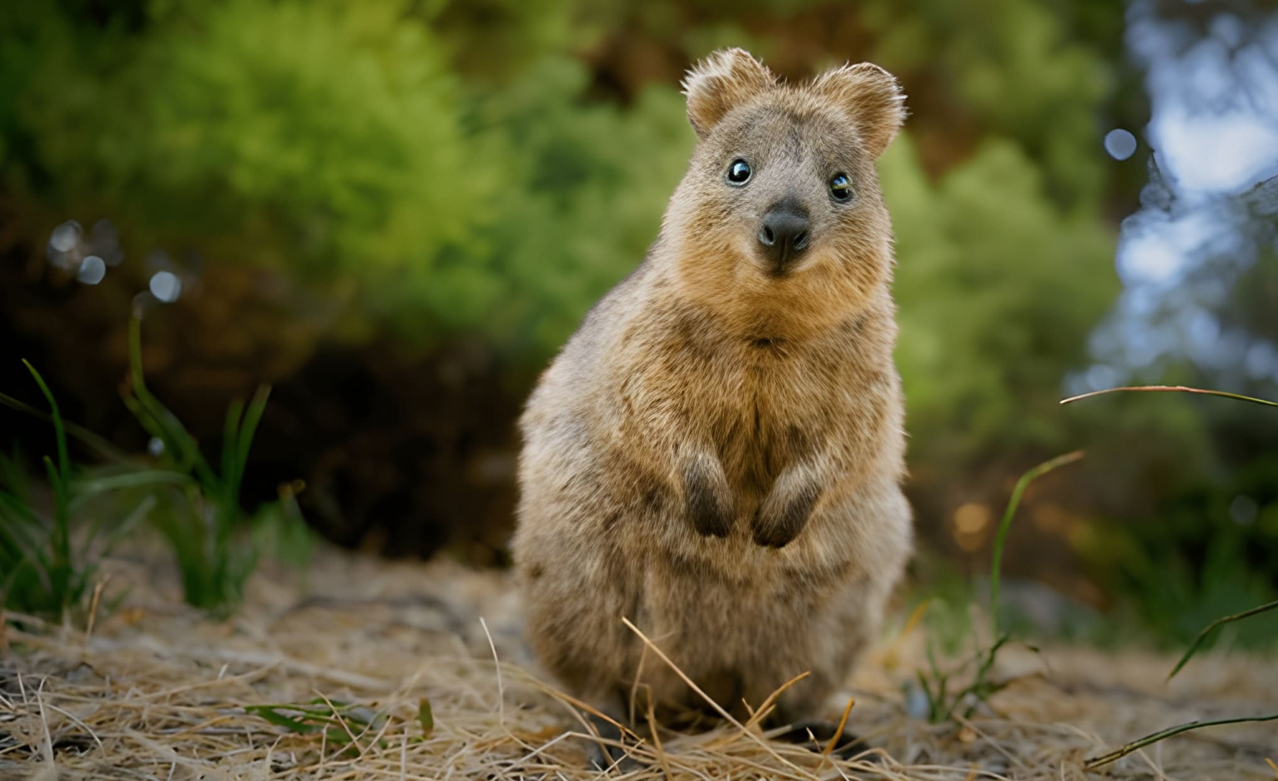 Save Endangered Animals