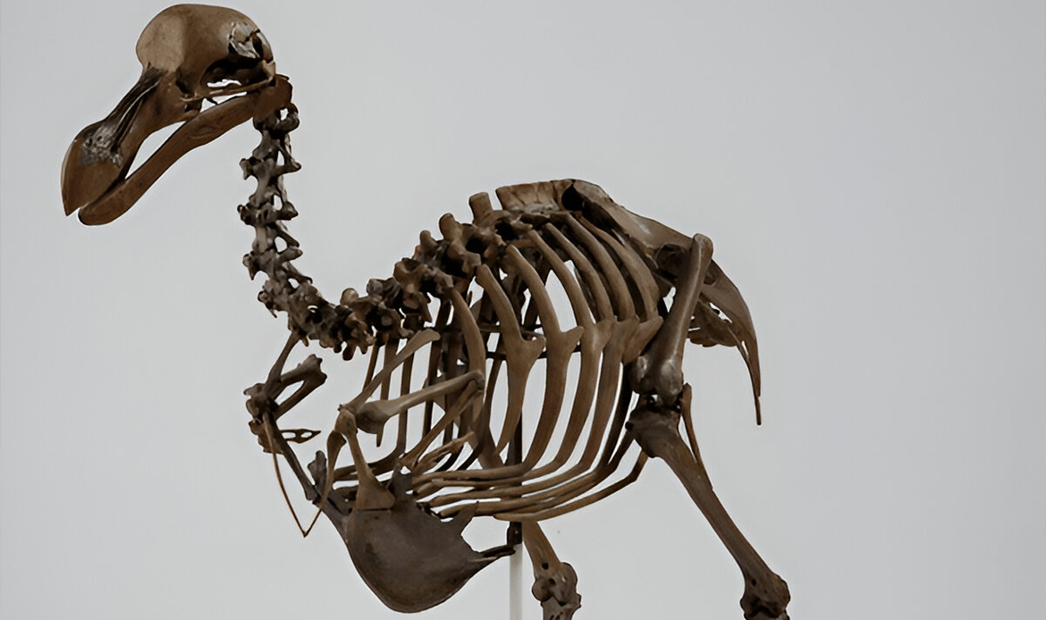 Wildlife Conservation