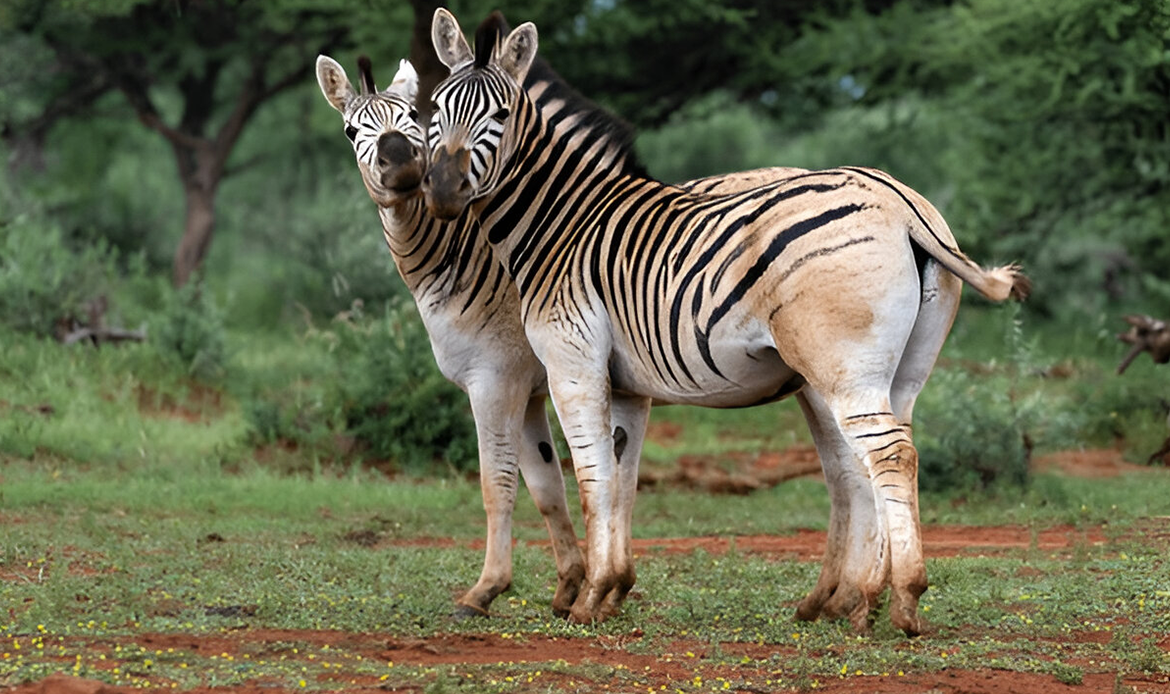 Animal Extinction Awareness