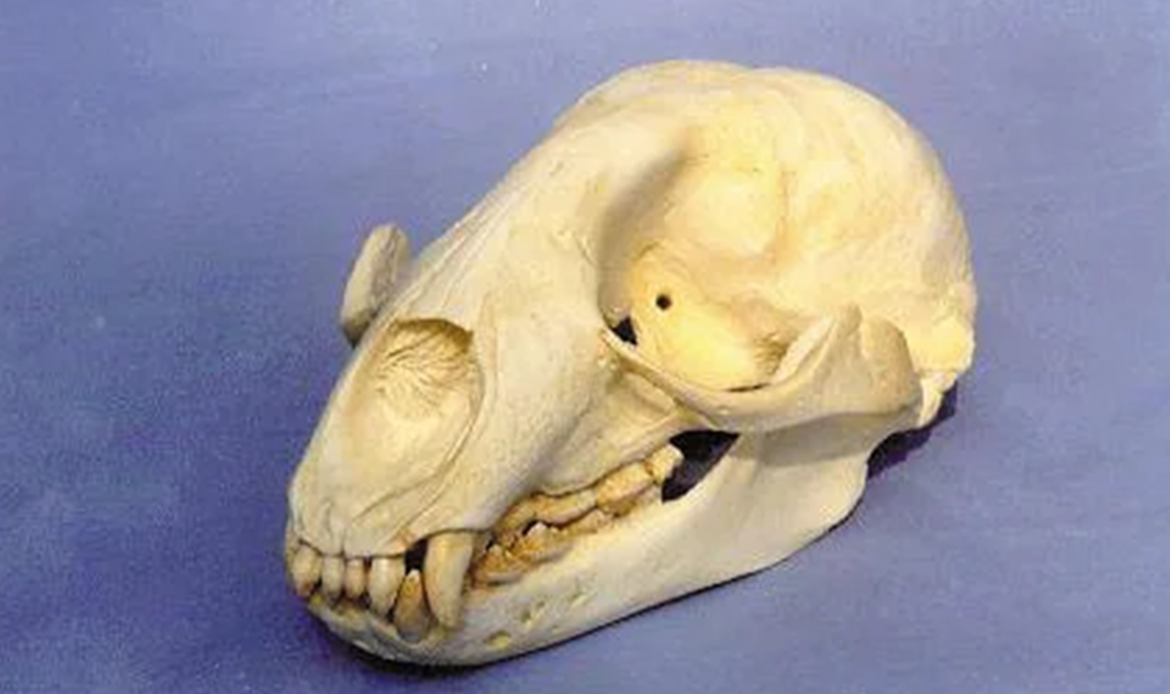 help protect wildlife