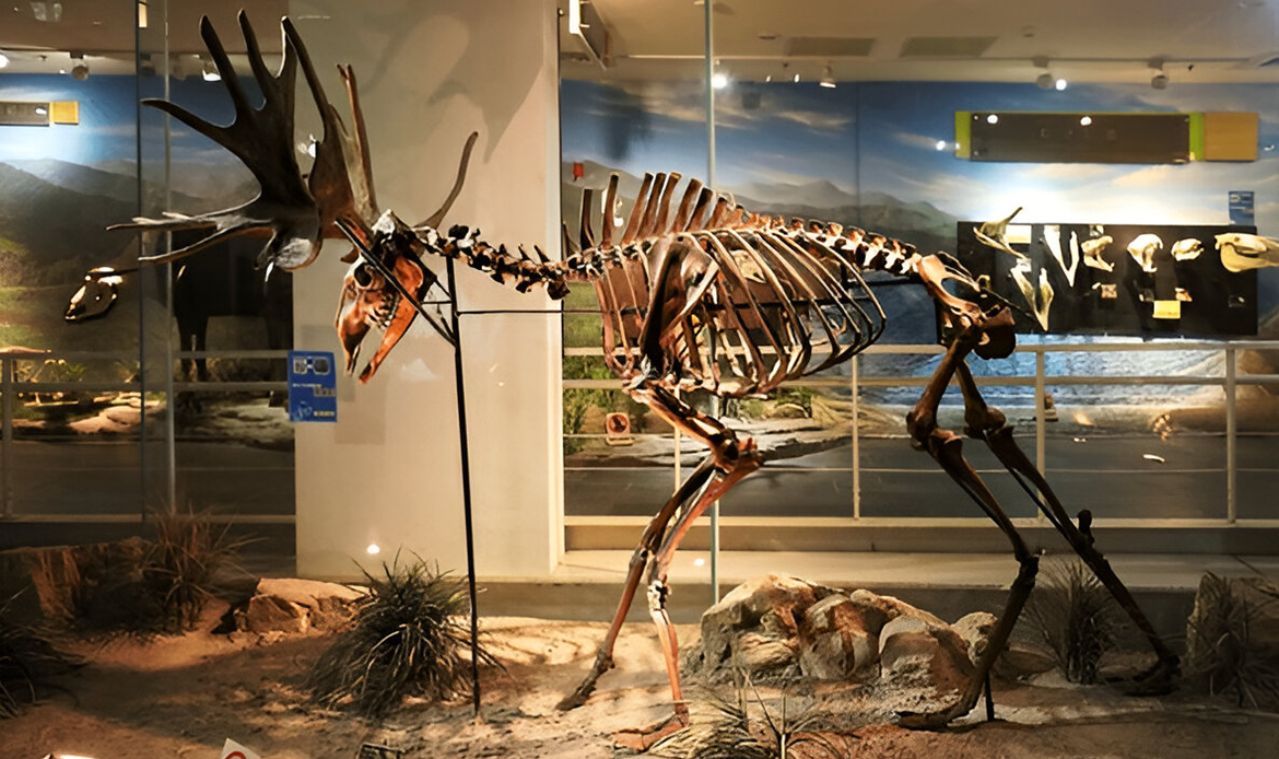 Wildlife Conservation