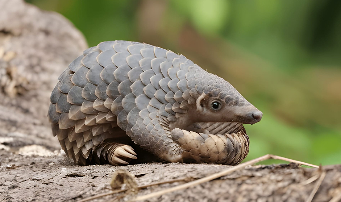 Endangered Animals 2025