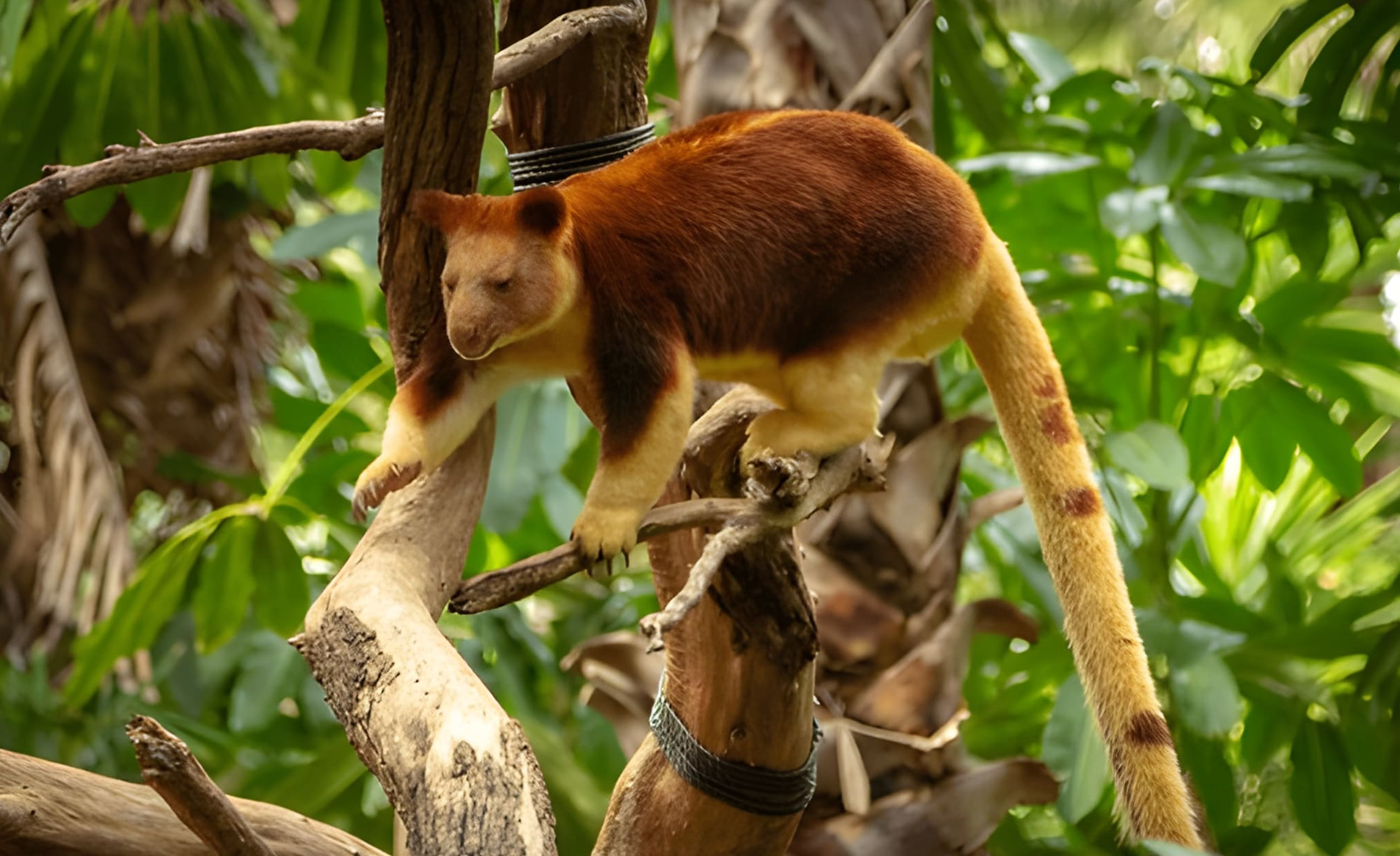 Save endangered animals