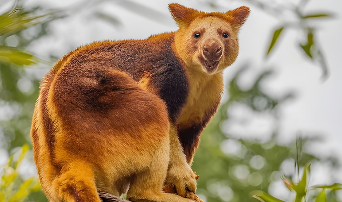 Save endangered animals