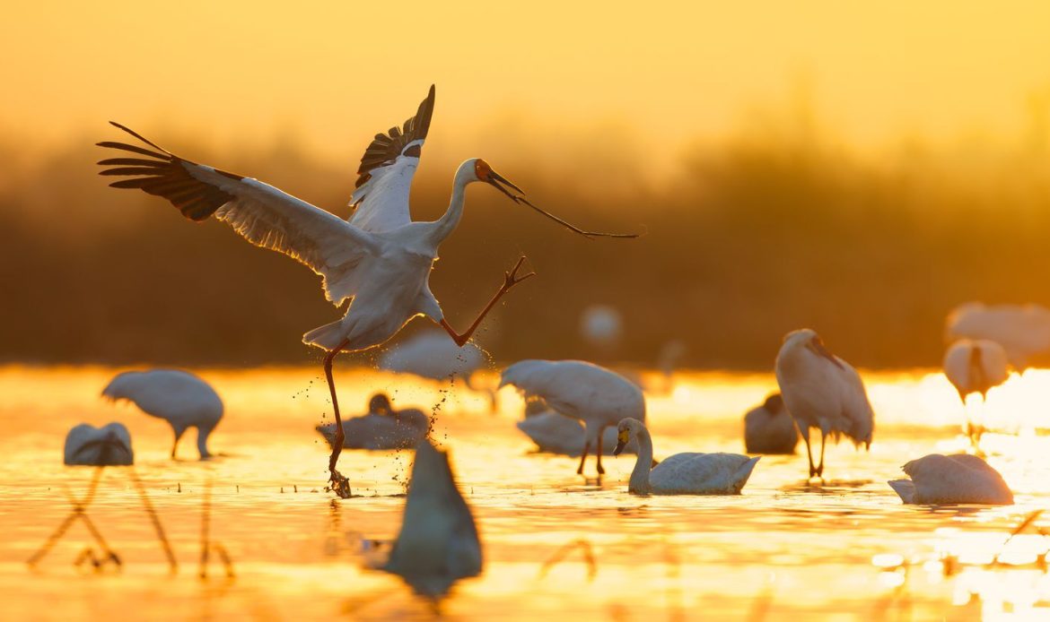 Wildlife conservation