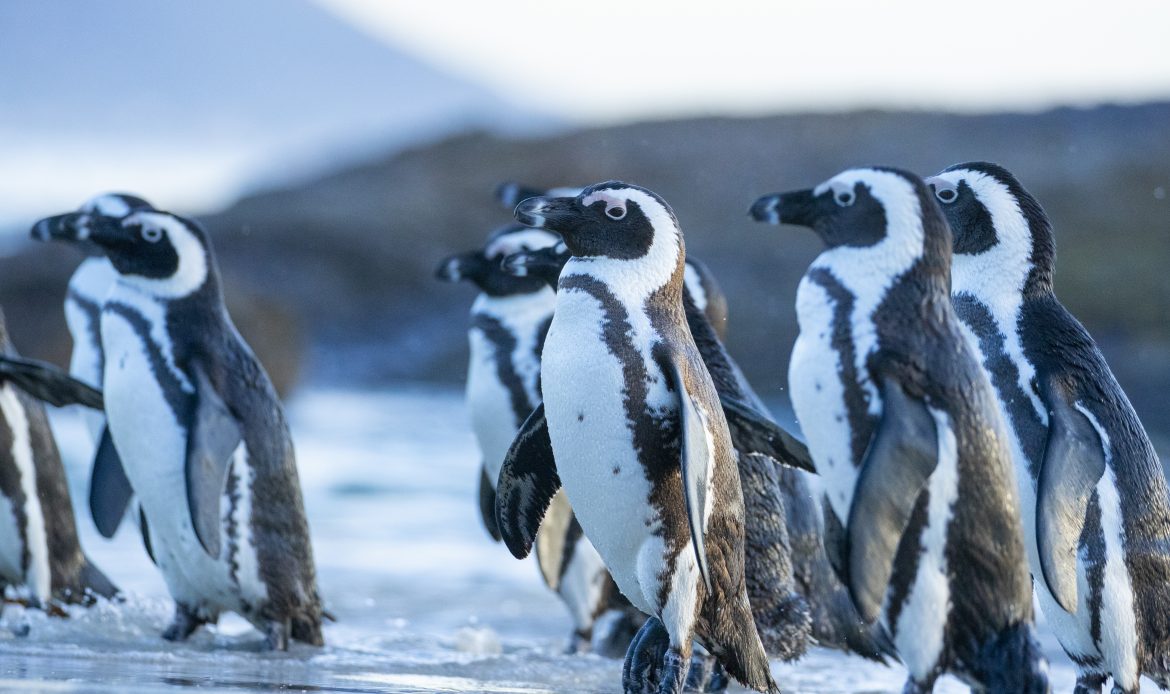 Animal Extinction Awareness