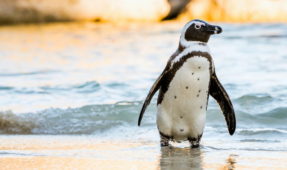 Animal Extinction Awareness