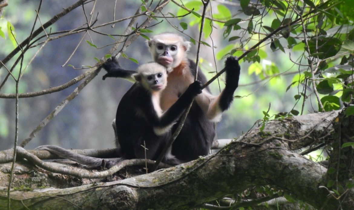 Save endangered animals