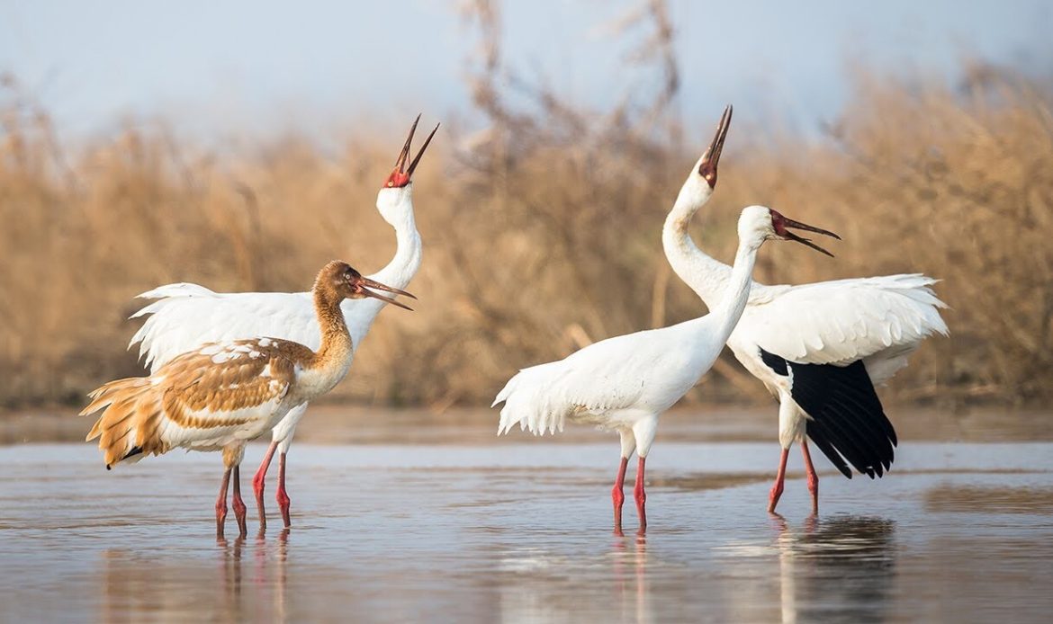 Wildlife conservation