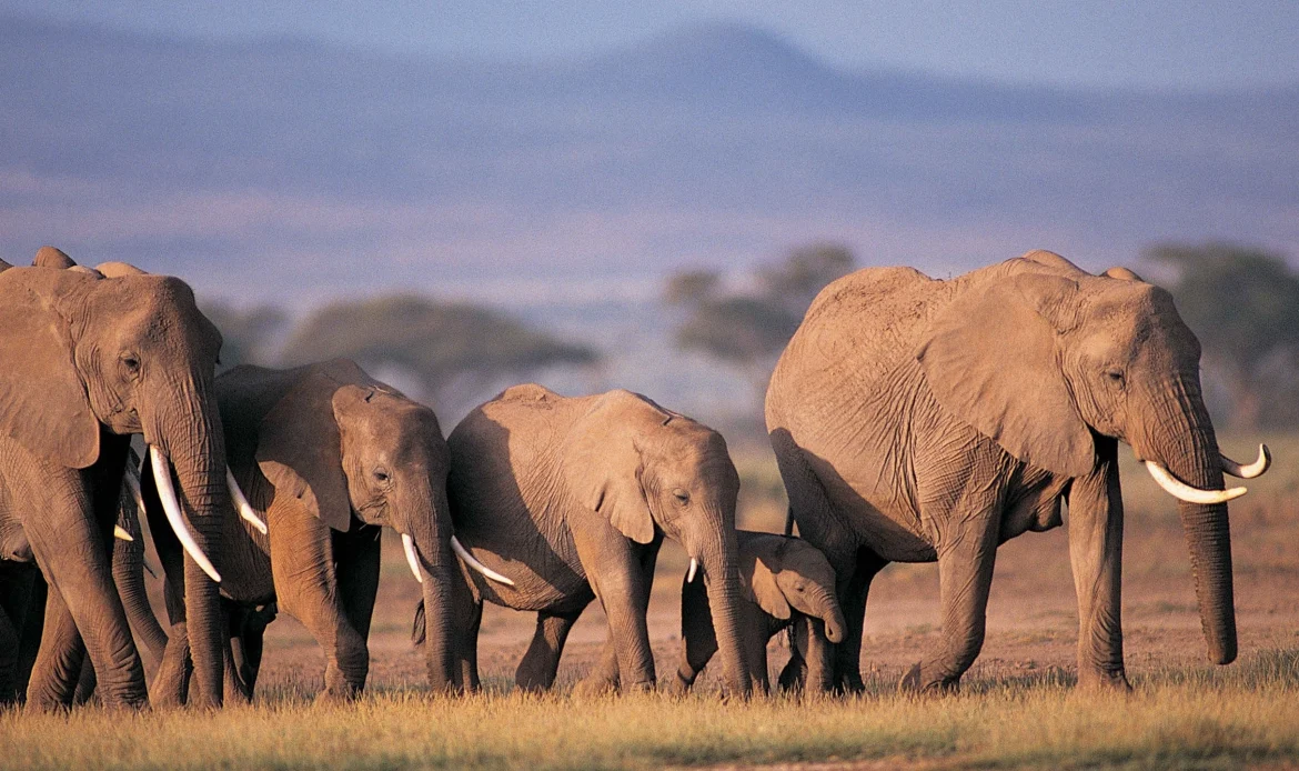 Save Endangered Animals