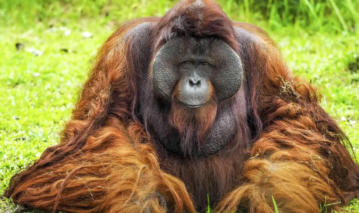 Save Endangered Animals