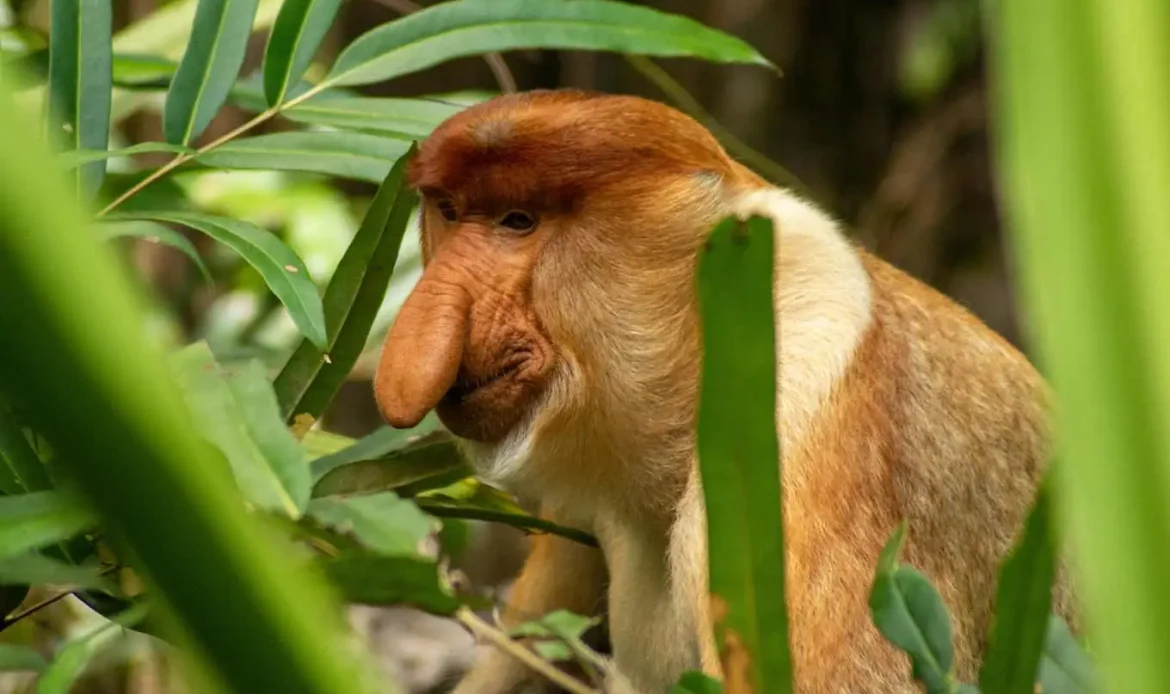 The Proboscis Monkey 
