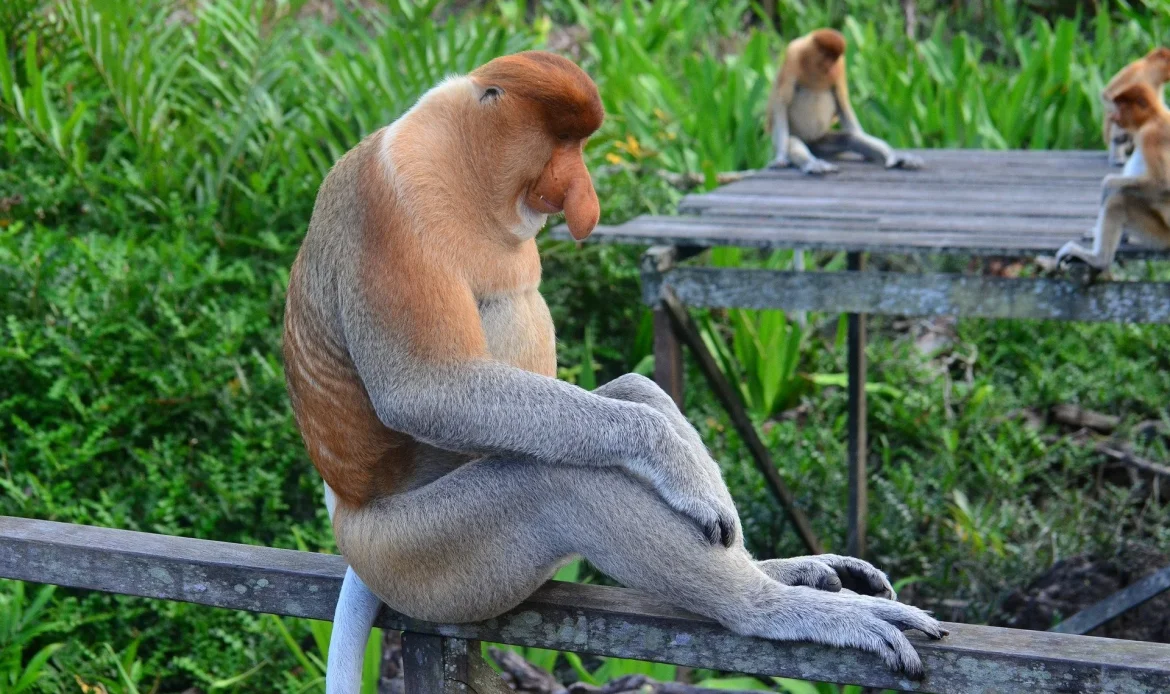 The Proboscis Monkey 