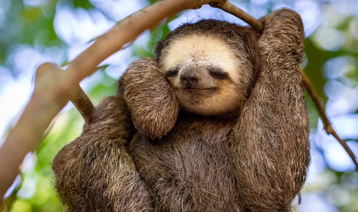 Pygmy Three-toed Sloth