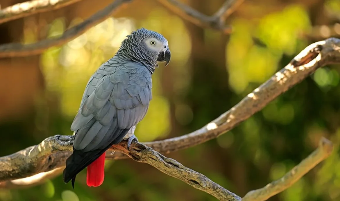 African Gray Parrot