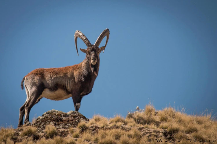 Walia ibex 