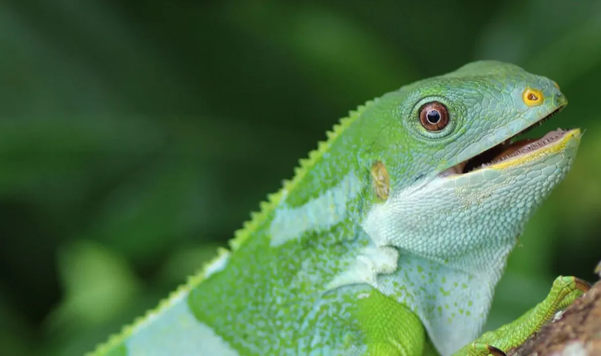 The Fiji Crested Iguana