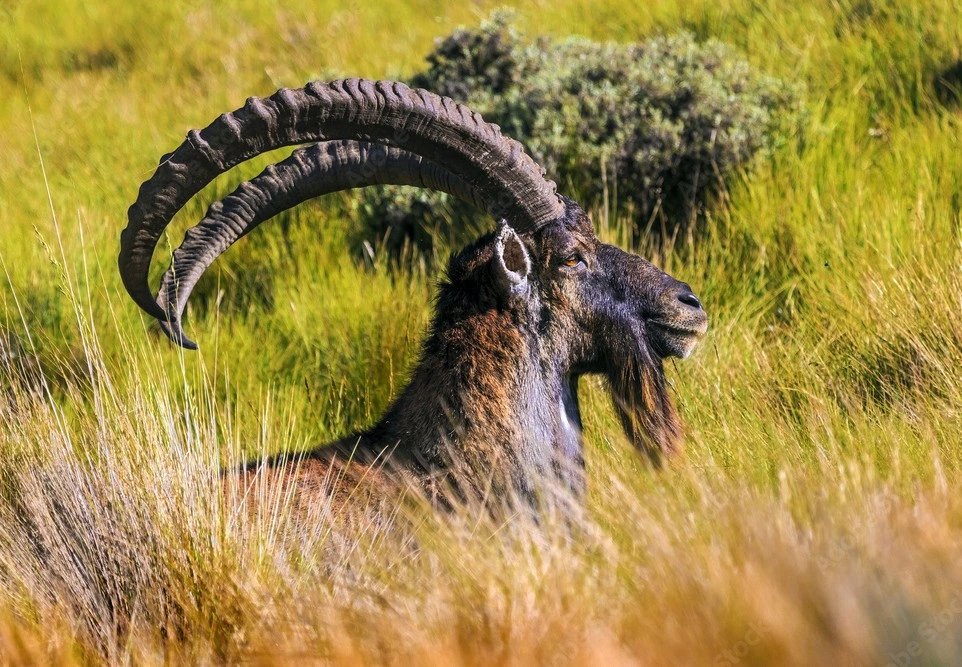 Walia ibex 