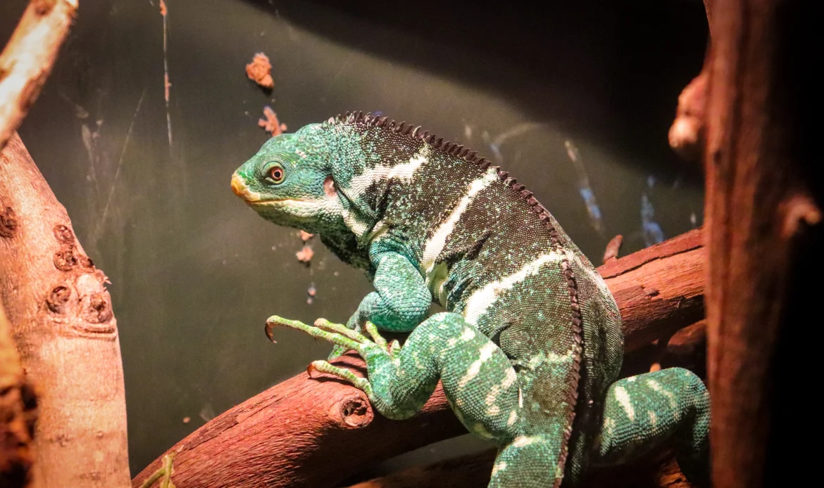 The Fiji Crested Iguana
