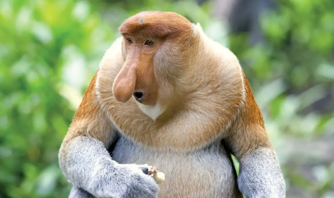 The Proboscis Monkey 
