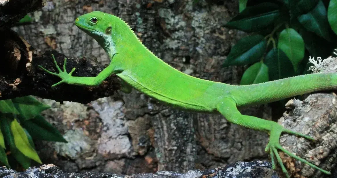 The Fiji Crested Iguana