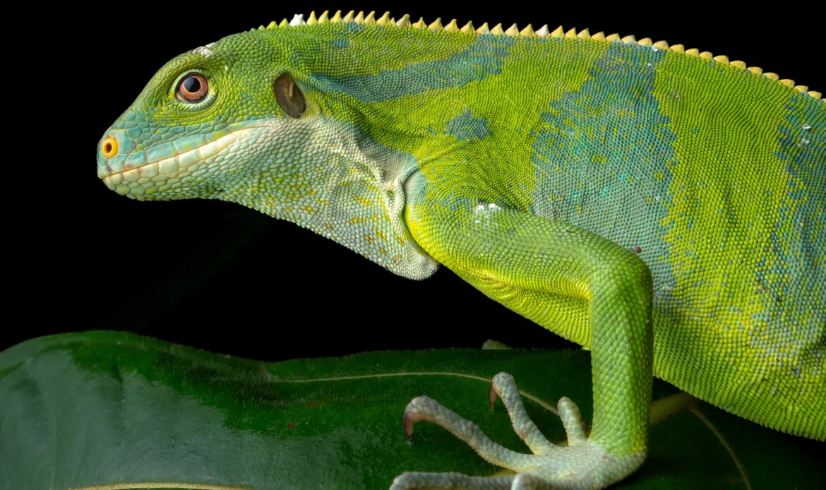 The Fiji Crested Iguana