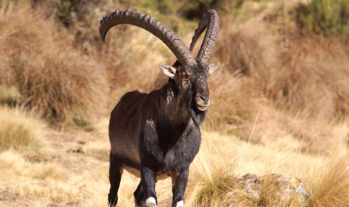 Walia ibex 