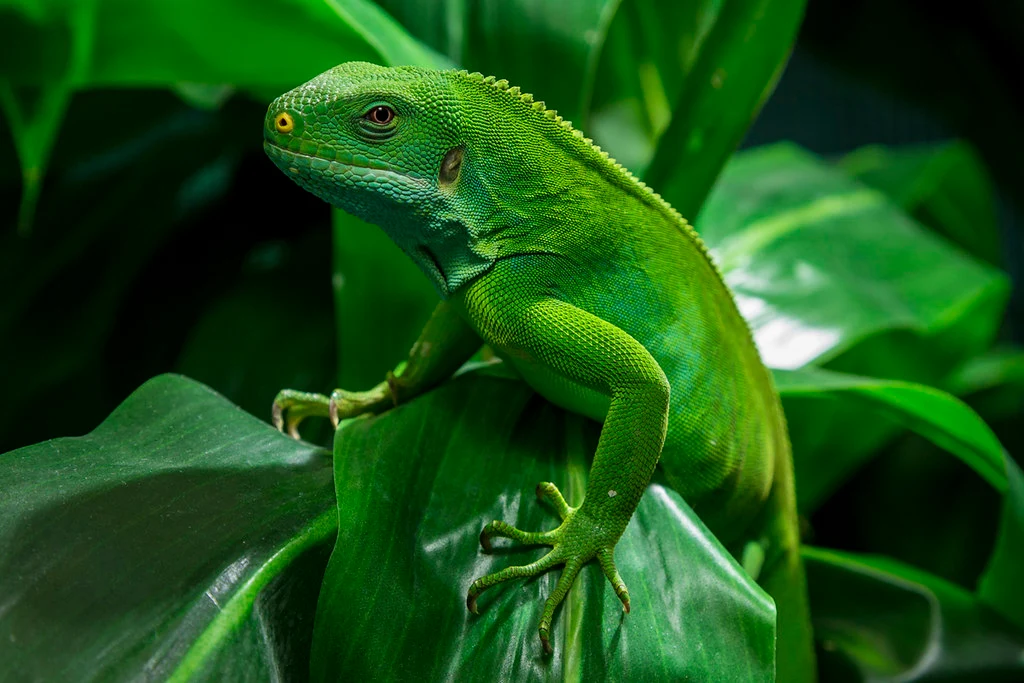 The Fiji Crested Iguana