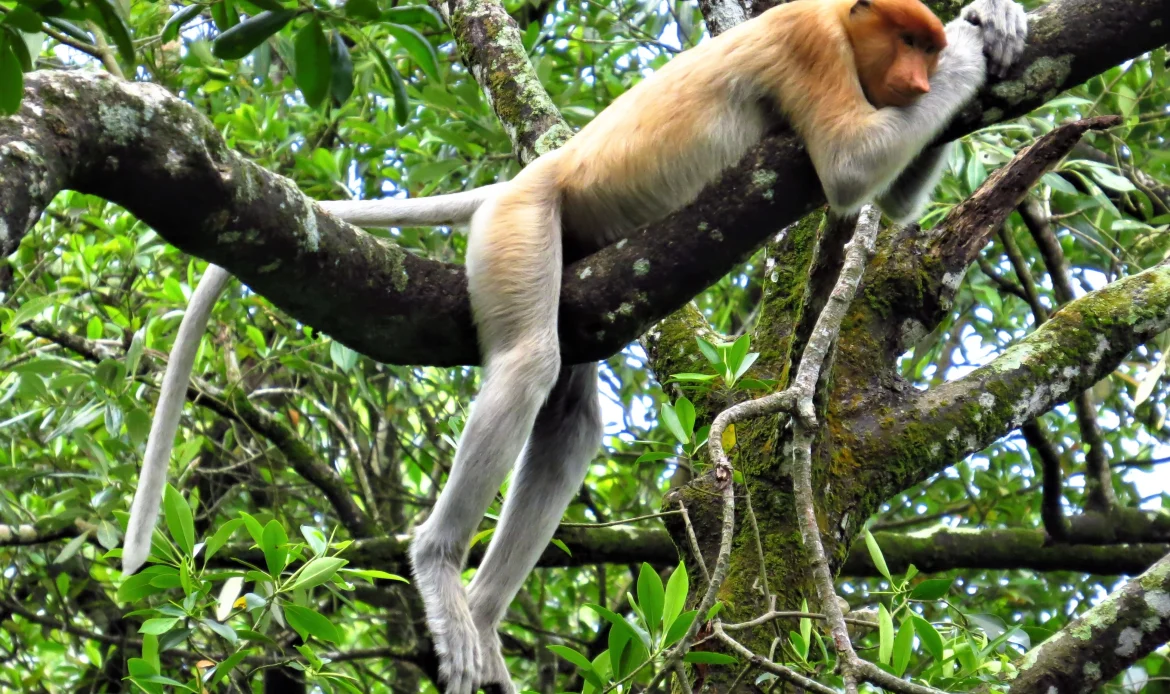 The Proboscis Monkey 