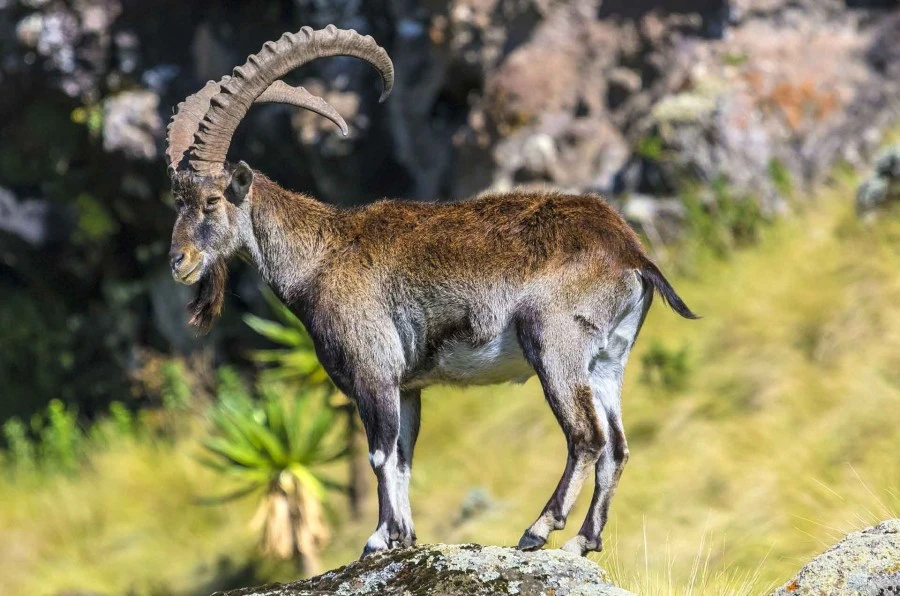 Walia ibex 