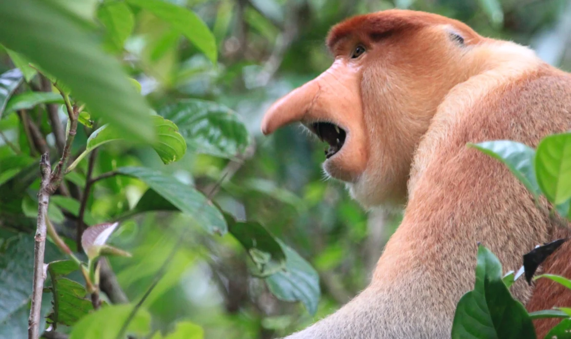 The Proboscis Monkey 