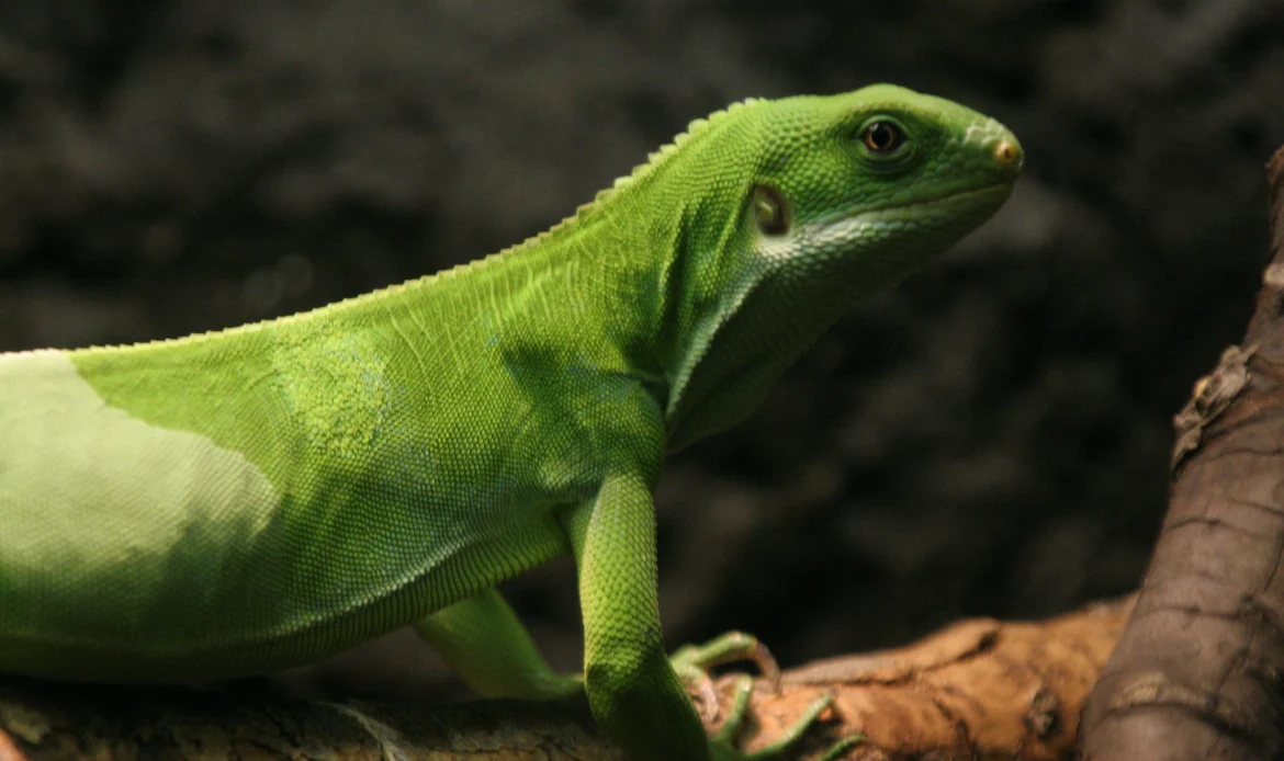 The Fiji Crested Iguana