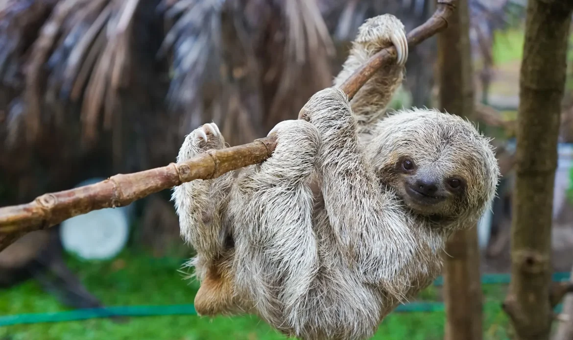Pygmy Three-toed Sloth