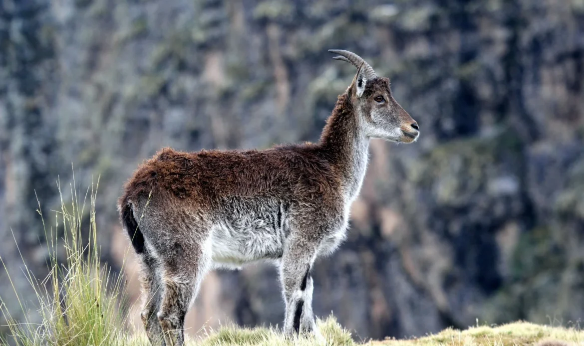Walia ibex 