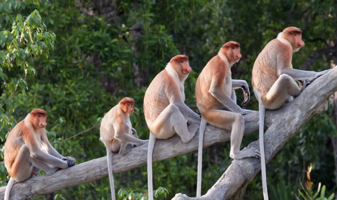 The Proboscis Monkey 