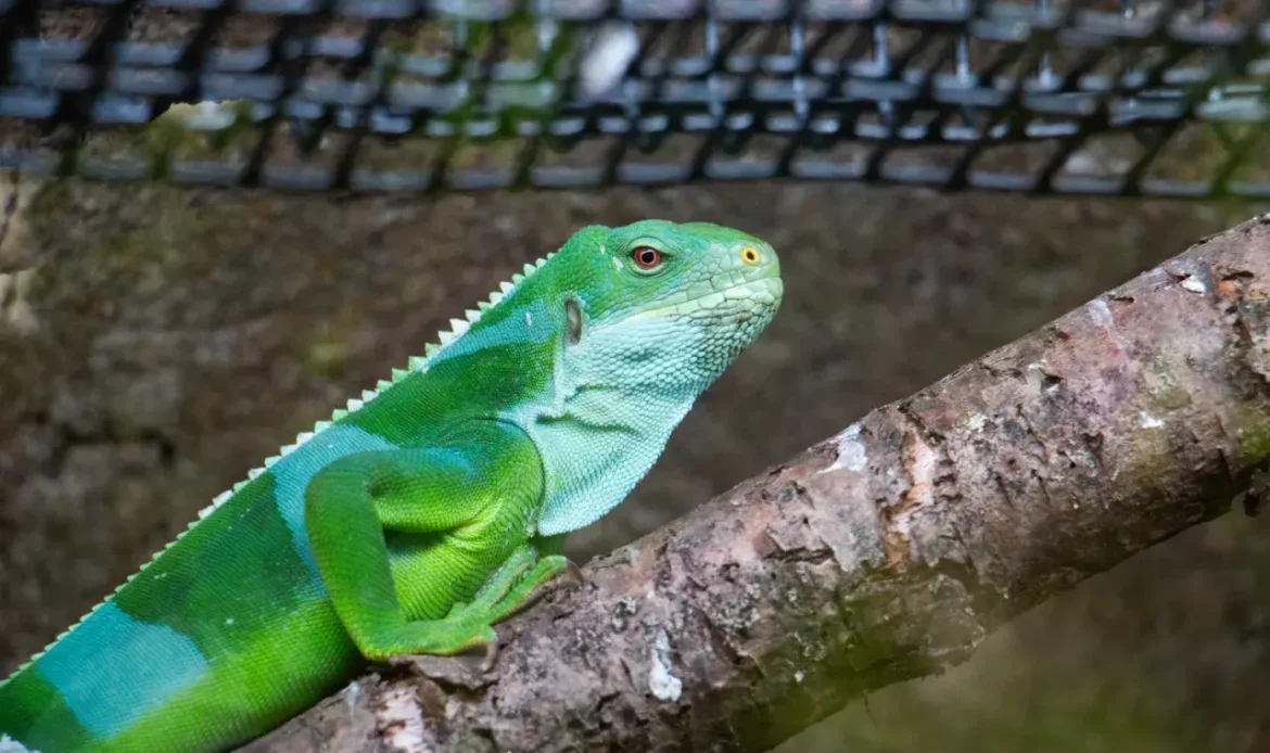 The Fiji Crested Iguana