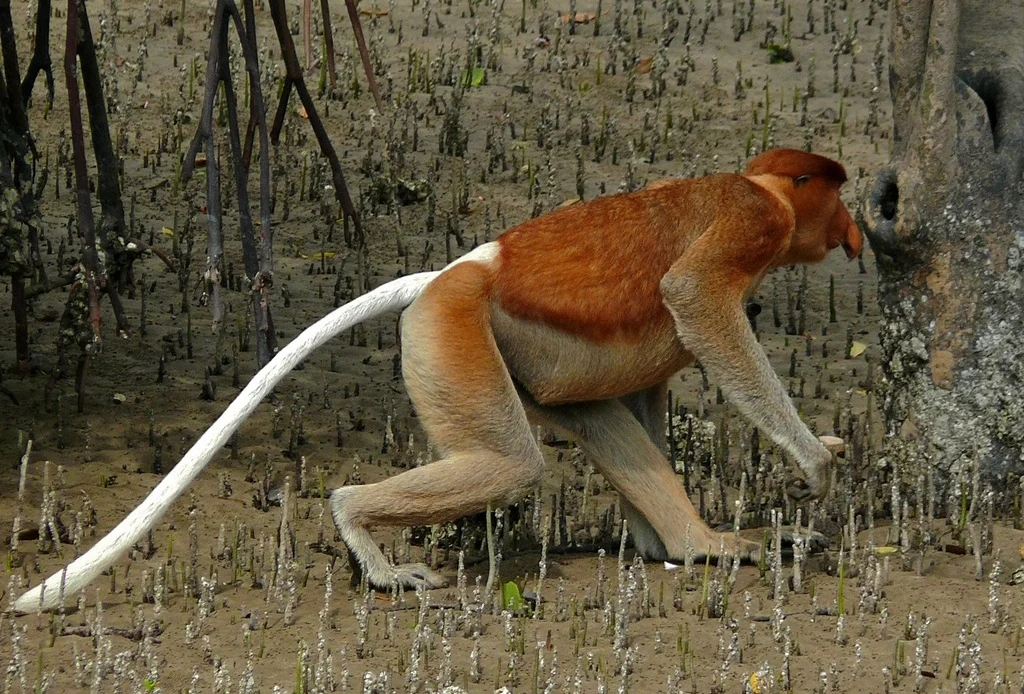 The Proboscis Monkey 