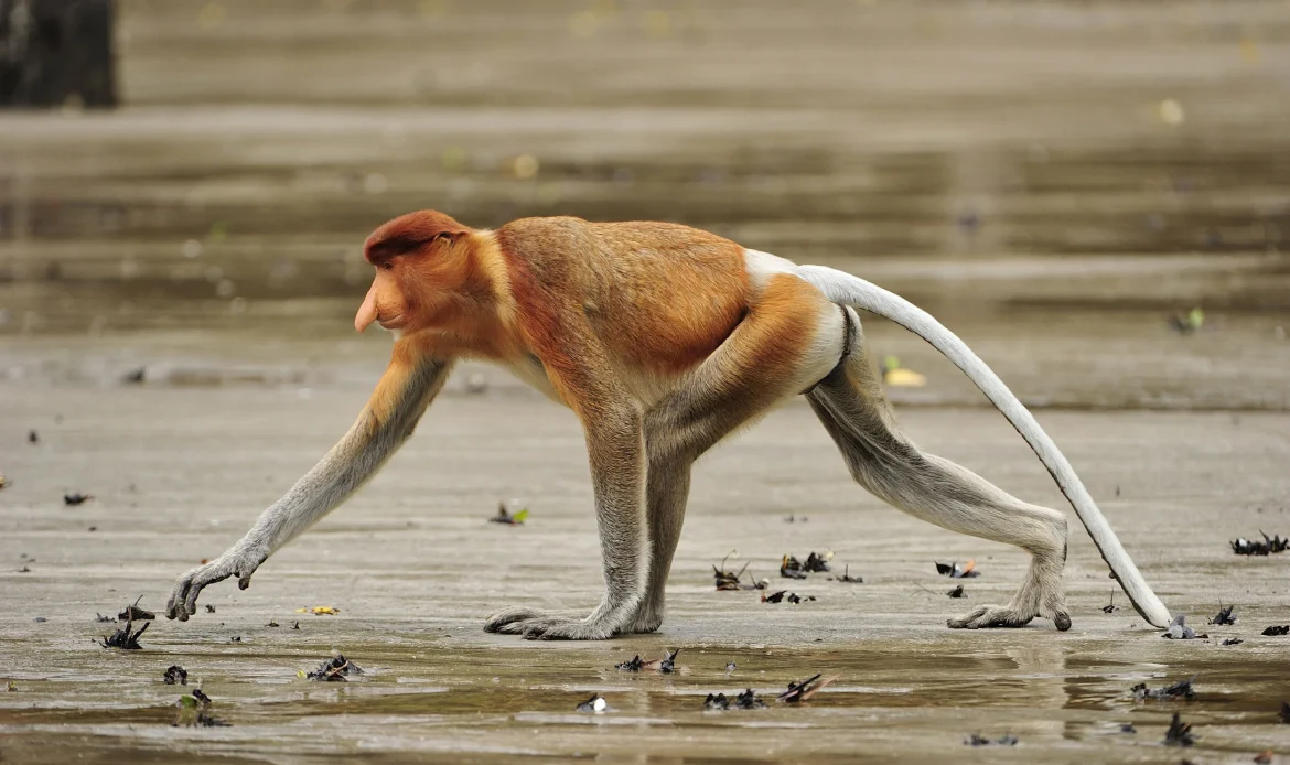 The Proboscis Monkey 