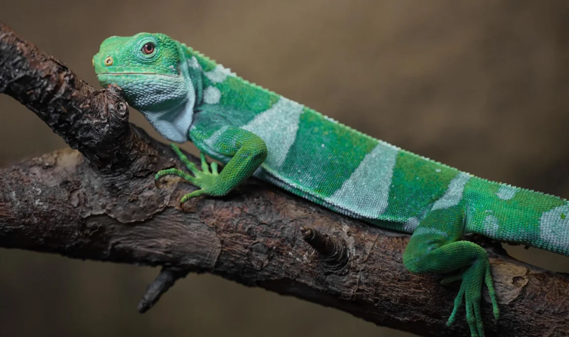 The Fiji Crested Iguana